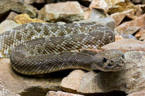 Red diamond rattlesnake (Crotalus ruber) portrait. Arizona, USA. Captive.