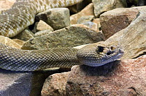 Red diamond rattlesnake (Crotalus ruber). Arizona, USA. Captive.