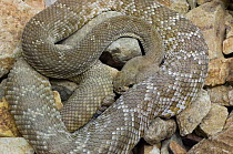 Red diamond rattlesnake (Crotalus ruber) coiled on rocks. Arizona, USA. Captive.