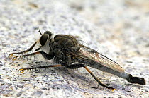 Robber fly (Pogonioefferia nemoralis) portrait on rock. Arizona, USA