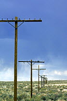 Old telegraph poles along the vanished Route 66. Arizona, USA 2007