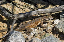 Common Side-blotched lizard (Uta stansburiana). Sonoran Desert, Arizona, USA