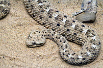 Sidewinder rattlesnake (Crotalus cerastes) on sand. Arizona, USA. Captive.