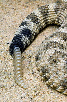 Sidewinder rattlesnake (Crotalus cerastes), close-up of rattle. Arizona, USA. Captive.
