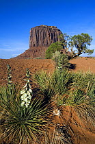 Soapweed yucca (Yucca glauca). Monument Valley Navajo Tribal Park, Arizona, USA 2007