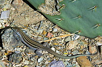 Sonoran spotted whiptail lizard (Cnemidophorus sonorae). Arizona, USA. Captive.