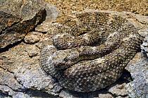 Speckled rattlesnake (Crotalus mitchellii) coiled. Arizona, USA. Captive.