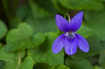 Sweet violet flower (Viola odorata) portrait. France