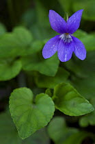 Sweet violet flower (Viola odorata) portrait. France.