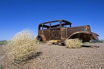 Prickly Russian Thistle / Tumbleweed (Salsola tragus / Salsola iberica) and rusty old car. Arizona, USA 2007