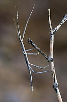 Stick Insect / Walkingstick (Phasmid sp.) on branch. Organ Pipe Cactus National Monument, Arizona, USA