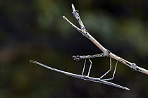 Stick Insect / Walkingstick (Phasmid sp.) on branch. Organ Pipe Cactus National Monument, Arizona, USA