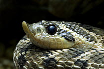Western hognose snake (Heterodon nasicus) portrait. Arizona, USA. Captive.