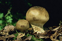 Earthball fungus {Scleroderma verrucosum} UK