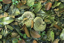 Milk cap fungus {Lactarius pyrogalus} amongst leaf litter, UK