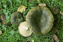 Ugly Milk cap fungus {Lactarius turpis} UK