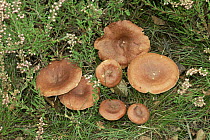 Rufus Milk cap fungus {Lactarius rufus} UK