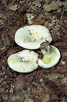 Fleecy Milk cap fungus {Lactarius vellereus} UK