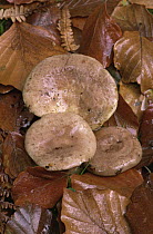 Slimy Milk cap fungus {Lactarius blennius} UK