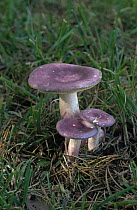 Russula fungi {Russula erythropoda} New Forest, Hampshire, UK