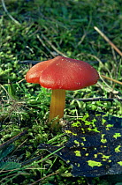 Scarlet hood fungus {Hygrocybe coccinea} UK