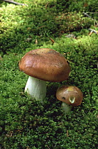 Bare toothed Russula fungus {Russula vesca} amongst moss, UK