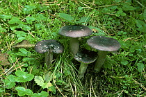 Blackish purple Russula fungus {Russula vesca} UK