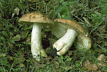 Fetid Russula fungus {Russula foetens} UK
