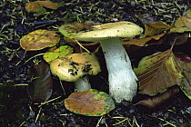 Common yellow russula fungus {Russula ochroleuca} UK