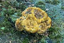 Large pine polypore fungus {Phaeolus schweinitzii} UK