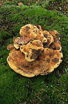 Large pine polypore fungus {Phaeolus schweinitzii} UK