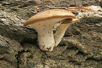 Dryad's saddle fungus {Polyporus squamosus} UK