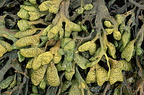 Twisted wrack seaweed {Fucus spiralis} Scotland, UK