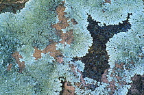 Lichen on stone, Namibia