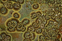 Lichen on stone, Scotland, UK