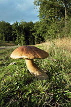 Bay bolete fungus {Xerocomus badius} UK