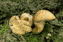Parasitic bolete fungus {Xerocomus parasiticus} UK