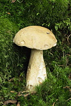 Bitter bolete fungus {Tylopilus felleus} UK