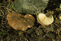 Velvet footed paxillus fungus {Paxillus atrotomentosus} UK