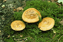 Brown roll-rim paxillus fungus {Paxillus involutus} UK