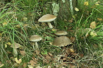 Brown birch bolete fungus {Leccinum versipelle} growing in birch woodland, UK