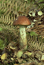 Bolete fungus {Leccinum aurantiacum} UK