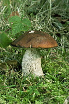 Bolete fungus {Leccinum carpini} UK