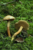 Peppery boletus fungus {Boletus piperatus} UK