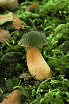 Boletus fungus {Boletus subtomentosus} UK