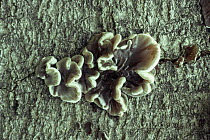 Tripe fungus {Auricularia mesenterica} on bark, UK