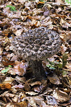 Old man of the woods fungus {Strobilomyces floccopus} in woodland, UK
