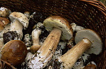 Cep fungus harvested for eating {Boletus edulis} France