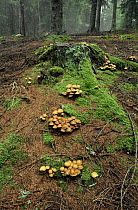 Fungus {Pholiota sp} in fir spruce woodlands, Adamello Park, Alps, Italy
