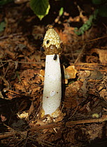 Stinkhorn fungus {Phallus impudicus} mature fungus with flies on head carrying spores away, UK